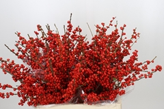 Ilex Red Berry 60cm