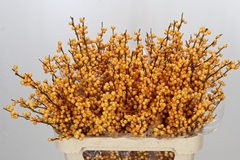 Ilex Golden Verboom 80cm