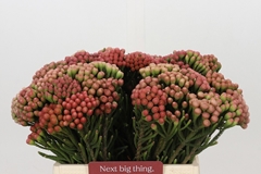 Brunia Laevis Red 40cm
