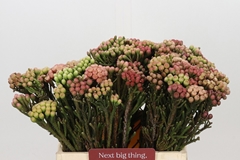 Brunia Laevis Red 40cm