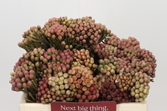 Brunia Laevis Red 35cm