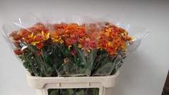 Chrysanth Spray Podolsk Yellow 70cm 60gr.