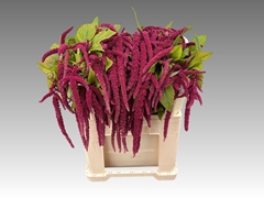 Amaranthus Caudatus Red Cord 70cm