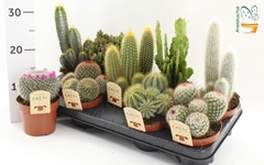 Cactus Mix 12Ø 15cm