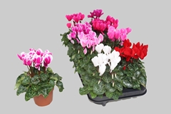 Cyclamen Super Serie Allure 10Ø 23cm