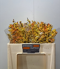 Ilex Ilexia Victoria 50cm