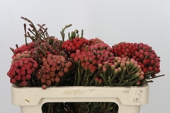 Brunia Laevis Red 50cm