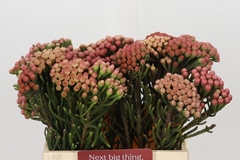 Brunia Laevis Red 40cm