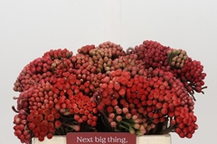 Brunia Laevis Red 35cm