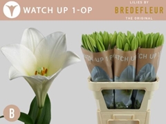 Lily Lf Watch Up 95cm 1+