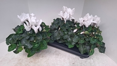 Cyclamen Super Serie Xl 13Ø 30cm