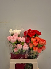 Dianthus Single Gem In Fust 55cm