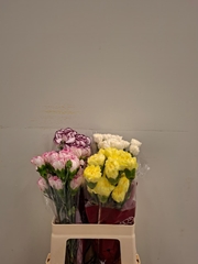 Dianthus Single Gem In Fust 55cm