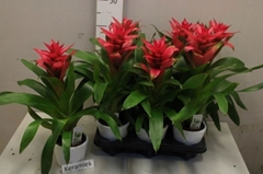 Guzmania Passion 12Ø 45cm
