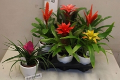 Bromelia Mix 10Ø 30cm