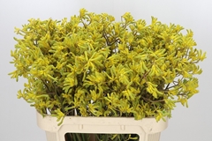Anigozanthos Flavidus Bush Down 80cm