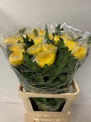 Chrysanth Single Bislet Yellow 85cm 120gr.