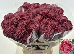 Chrysanth Single Bigoudi Red 75cm 95gr.
