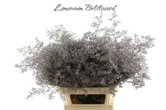 Limonium Beltlaard 80cm 40gr.