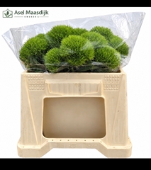 Dianthus Barb Kiwi Mellow Cool 40cm