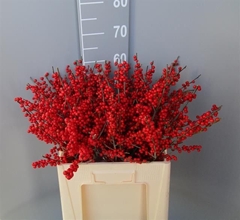 Ilex Red Berry 60cm