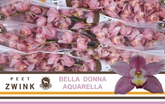 Cymbidium Aquarella 80cm