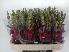 Antirrhinum Antibes Red 75cm