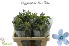 Oxypetalum Tanioka Pure Blue 55cm