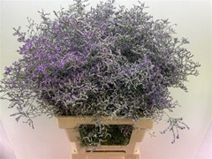 Limonium Beltlaard 70cm 35gr.