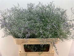 Limonium Beltlaard 80cm 40gr.