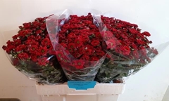 Chrysanth Santini Melissa 55cm 40gr.