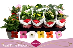 Kalanchoe Single Mix 6 Colours 10Ø 22cm