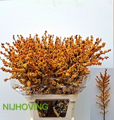 Ilex Magical Cresgold 100cm
