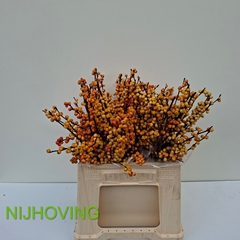 Ilex Magical Cresgold 40cm
