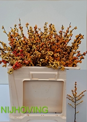 Ilex Magical Cresgold 50cm