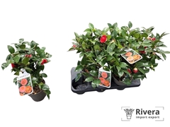 Camellia Japonica Lady Campbel 15Ø 40cm