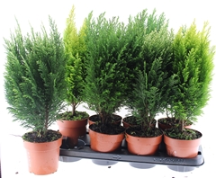 Conifers Mix 13Ø 50cm