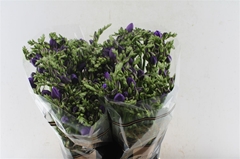 Freesia Double Blue Sensation 50cm 25gr.