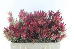 Leucadendron Salignum Blush 50cm Spray