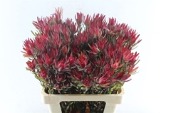Leucadendron Salignum Blush 60cm Spray