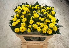 Chrysanth Single Superbowl Yellow 70cm 60gr.