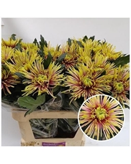 Chrysanth Single Tula Autumn 80cm 120gr.