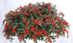 Euphorbia Fulgens Spray Red Surprise 80cm 15cm Hd