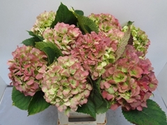 Hydrangea Verena Classic 60cm 17-19cm Hd