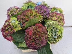 Hydrangea Royal Palace Classic 40cm 13-15cm Hd