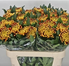 Chrysanth Single Fuego 80cm 125gr.