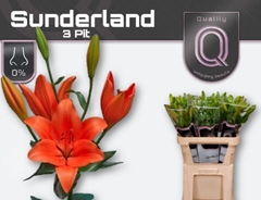 Lily La Sunderland 85cm 3+