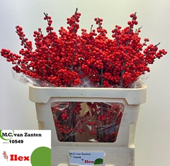 Ilex Red Berry 80cm