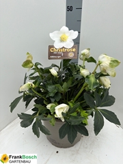 Helleborus Hgc Jasper 21Ø 33cm