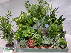 Houseplants Mix 8Ø 10cm